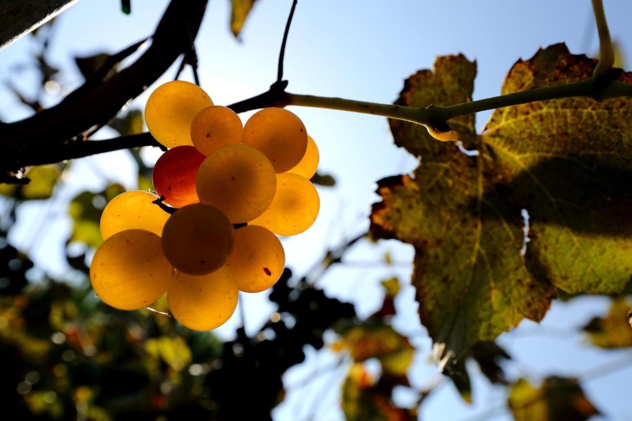 Agriturismo Trere Faenza Kültér fotó